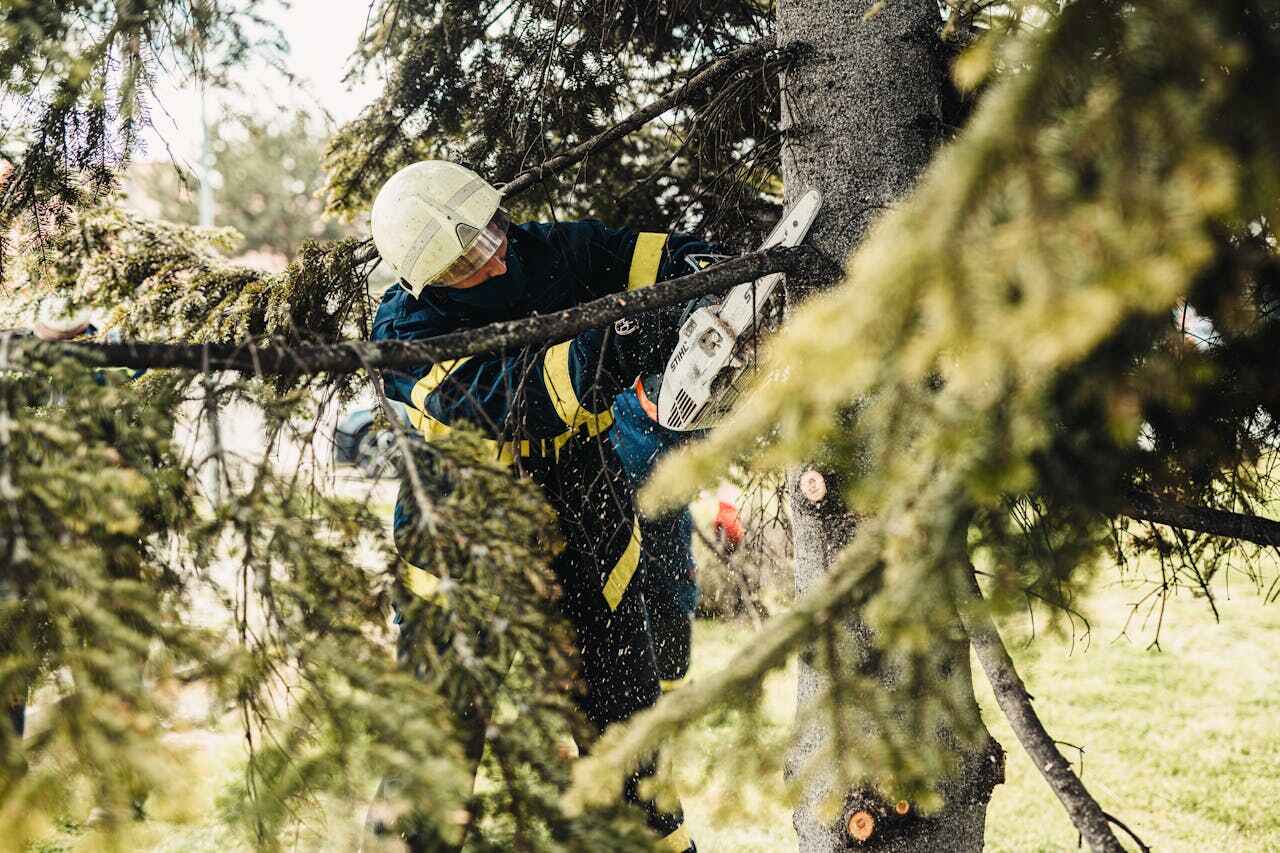 Best Emergency Tree Service  in Nephi, UT